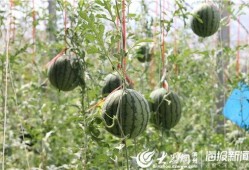 康县网红 吃瓜视频,揭秘网络热点背后的故事
